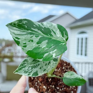 Venditore statunitense, Monstera bulbasaur completamente radicata, variegata, pianta tropicale da interno. La pianta esatta verrà spedita da PA18034 (4 in vaso).