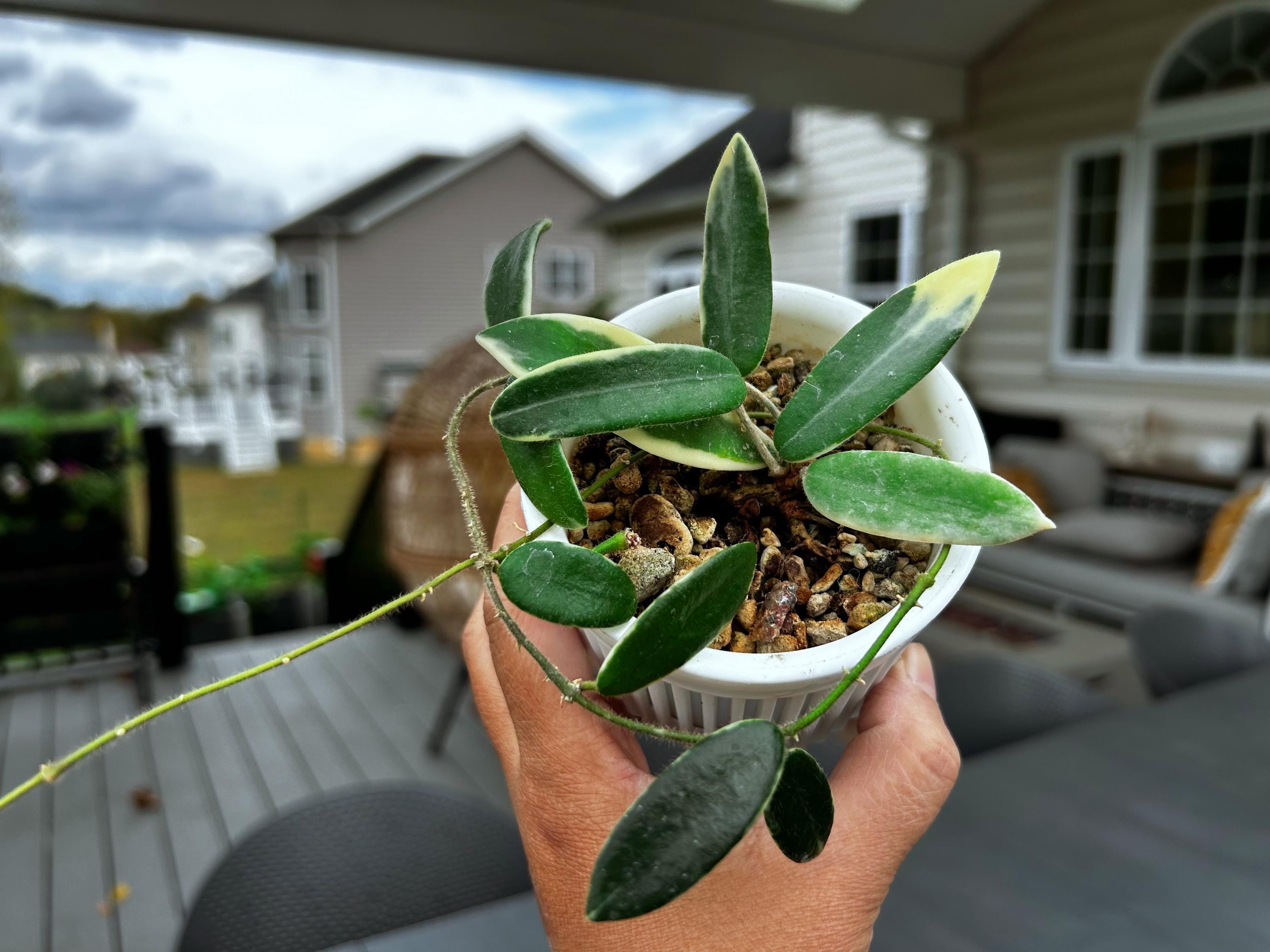 Hoya Lyi Prism - Etsy