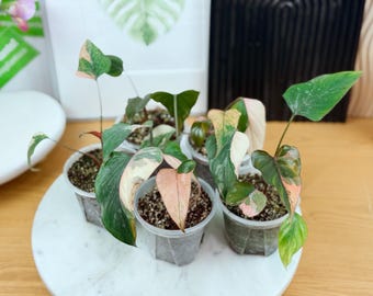 希少　Dioscorea pixel variegated Dioscorea 'Pixel' The one that popular and beautiful ever