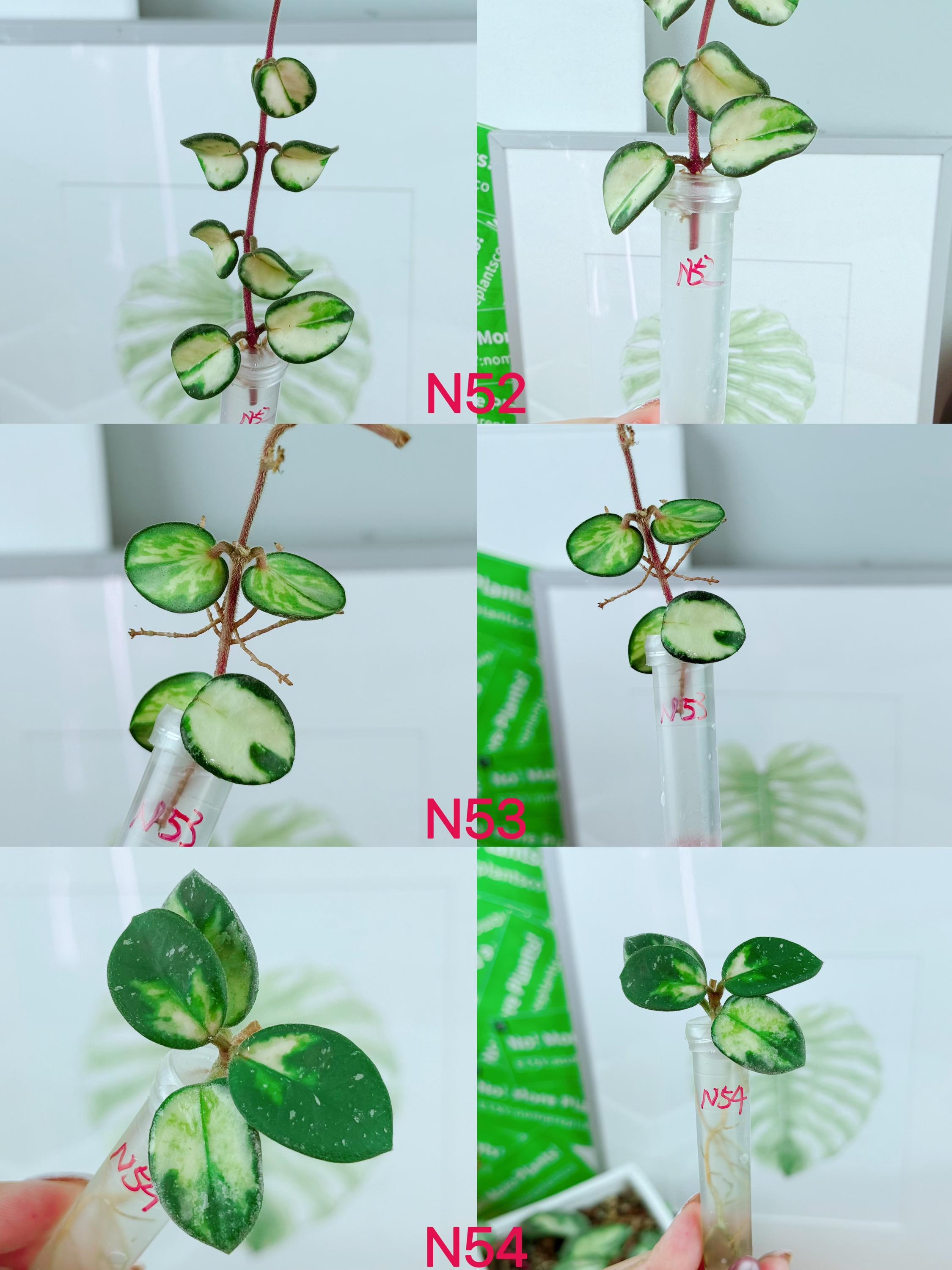 US Seller Fully Rooted Variegated Hoya Mathilde Cuttings Tropical