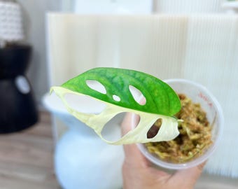 May include: A variegated Monstera adansonii leaf with distinct fenestrations, featuring a split color pattern of deep green and creamy white. The leaf is attached to a stem rooted in a small, clear plastic cup filled with damp sphagnum moss.