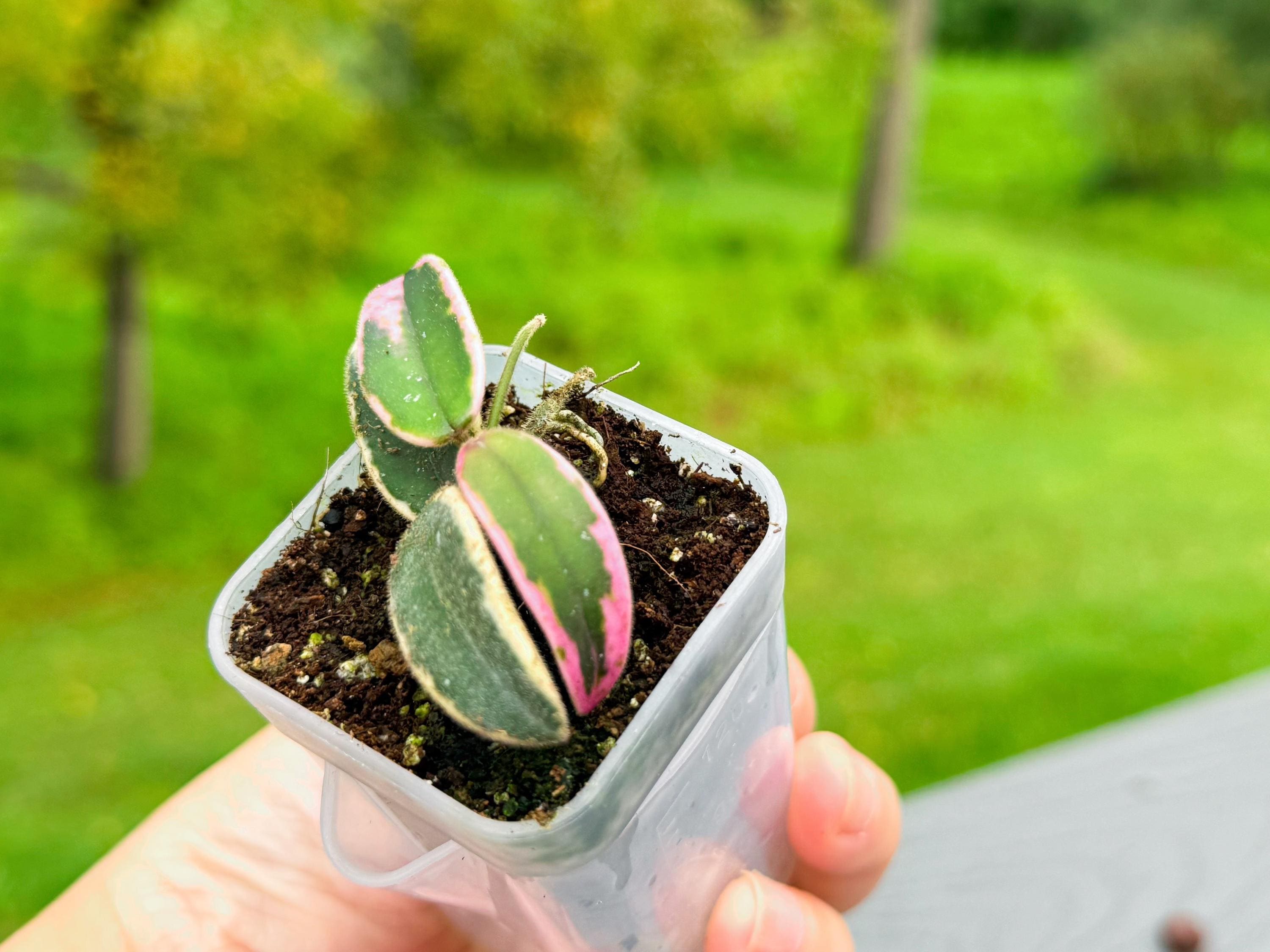 Lyi Prism Hoya - Etsy