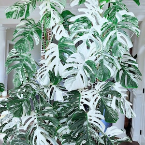 US seller fully rooted or rooted  monstera albo mid/top cutting restock Apr-25 restock Mother’s Day gift