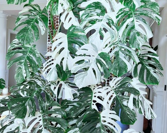 US seller fully rooted or rooted  monstera albo mid/top cutting restock Apr-24 restock Mother’s Day gift