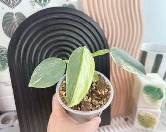 Variegated 'silver Sword' Philodendron | Rooted Mid-cuts With Leaves |  Exact Plants - Etsy