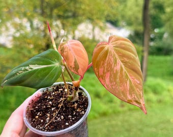 US Seller Fully Rooted Aglaonema Pink Banana Matured Size Indoor