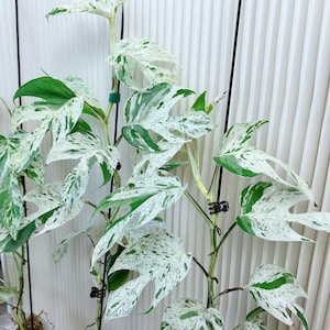 US Seller rooted Epipremnum pinnatum marble variegated mid/base/top cutting Aug-5 restocked indoor decor Tropical houseplant