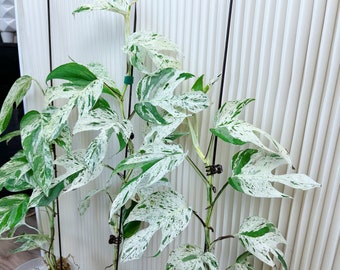 US Seller rooted Epipremnum pinnatum marble variegated mid/base/top cutting Apr-23 restocked