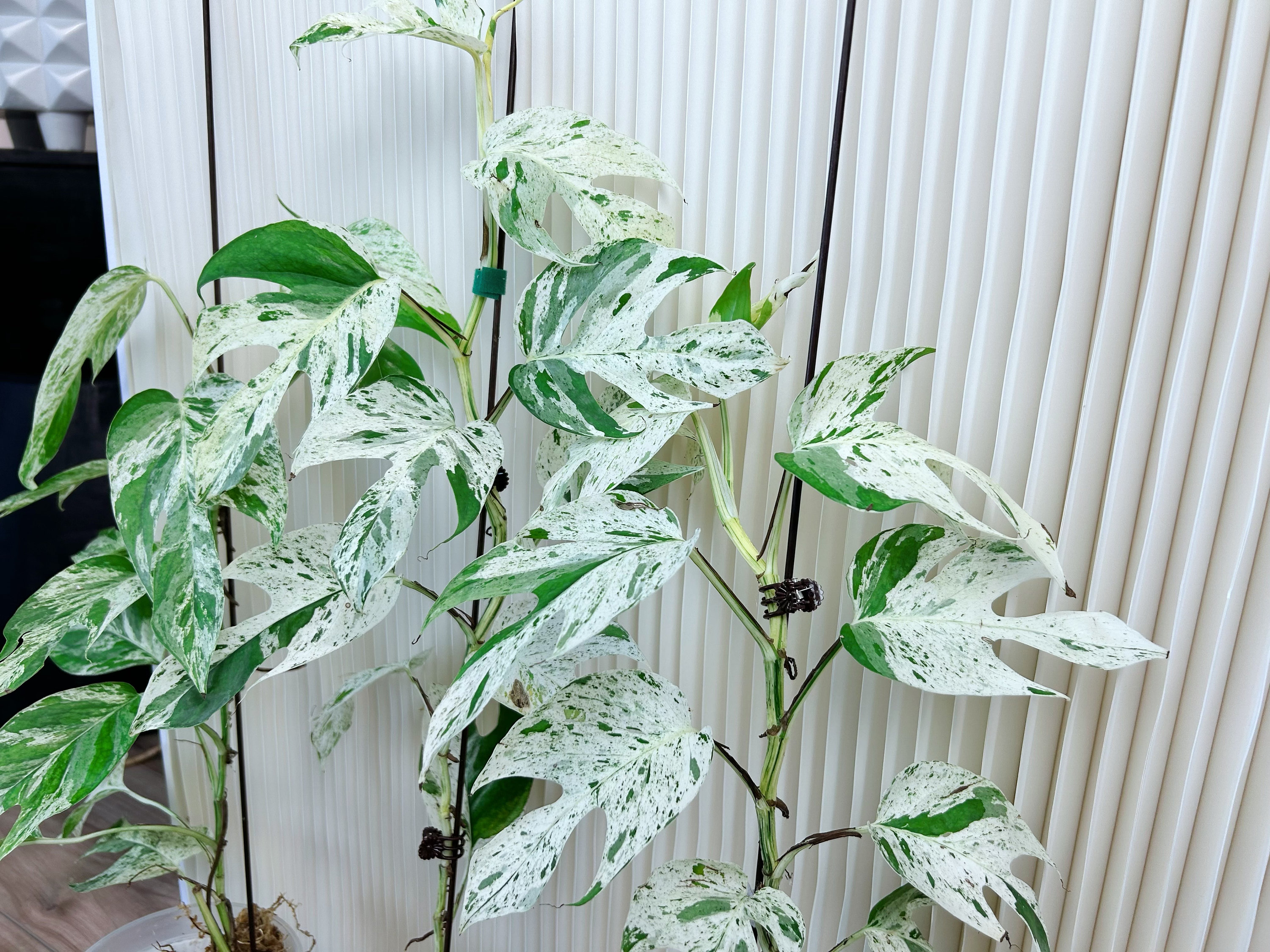 US Seller rooted Epipremnum pinnatum marble variegated mid/base/top cutting Aug-26restocked indoor decor Tropical houseplantExact plant