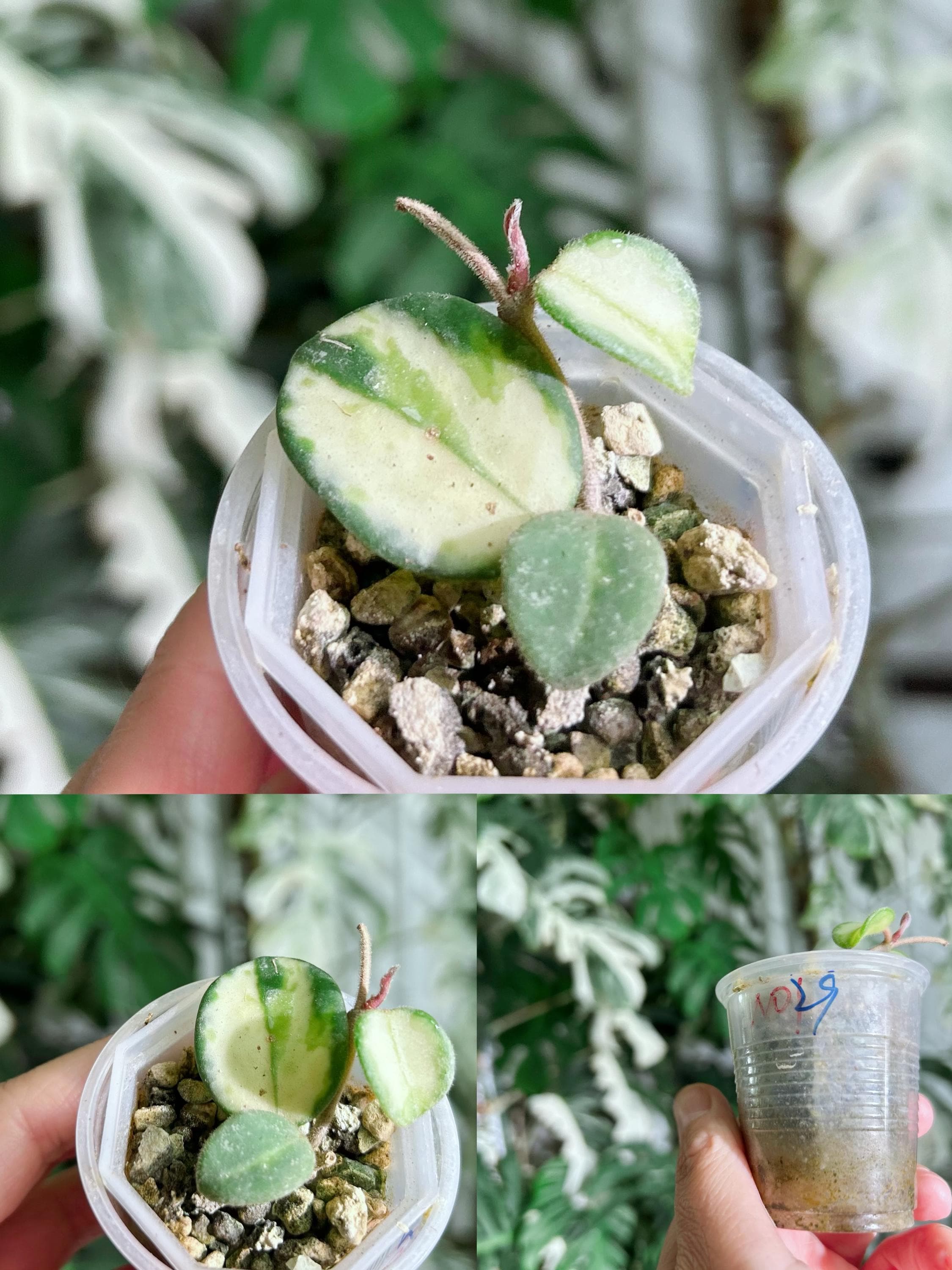 US Seller Rooted Variegated Hoya Mathilde Cuttings Tropical