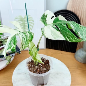 Rare indoor plant pink albo variegated monstera - Etsy sterreich