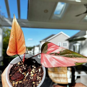 US seller fully rooted variegated Homalomena pink diamond pinky variegation indoor decor Tropical houseplant