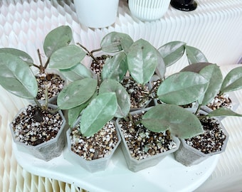 US seller fully rooted Hoya Wilbur Graves super silver cuttings  Jul-22 restocked indoor decor Tropical houseplant restock soon