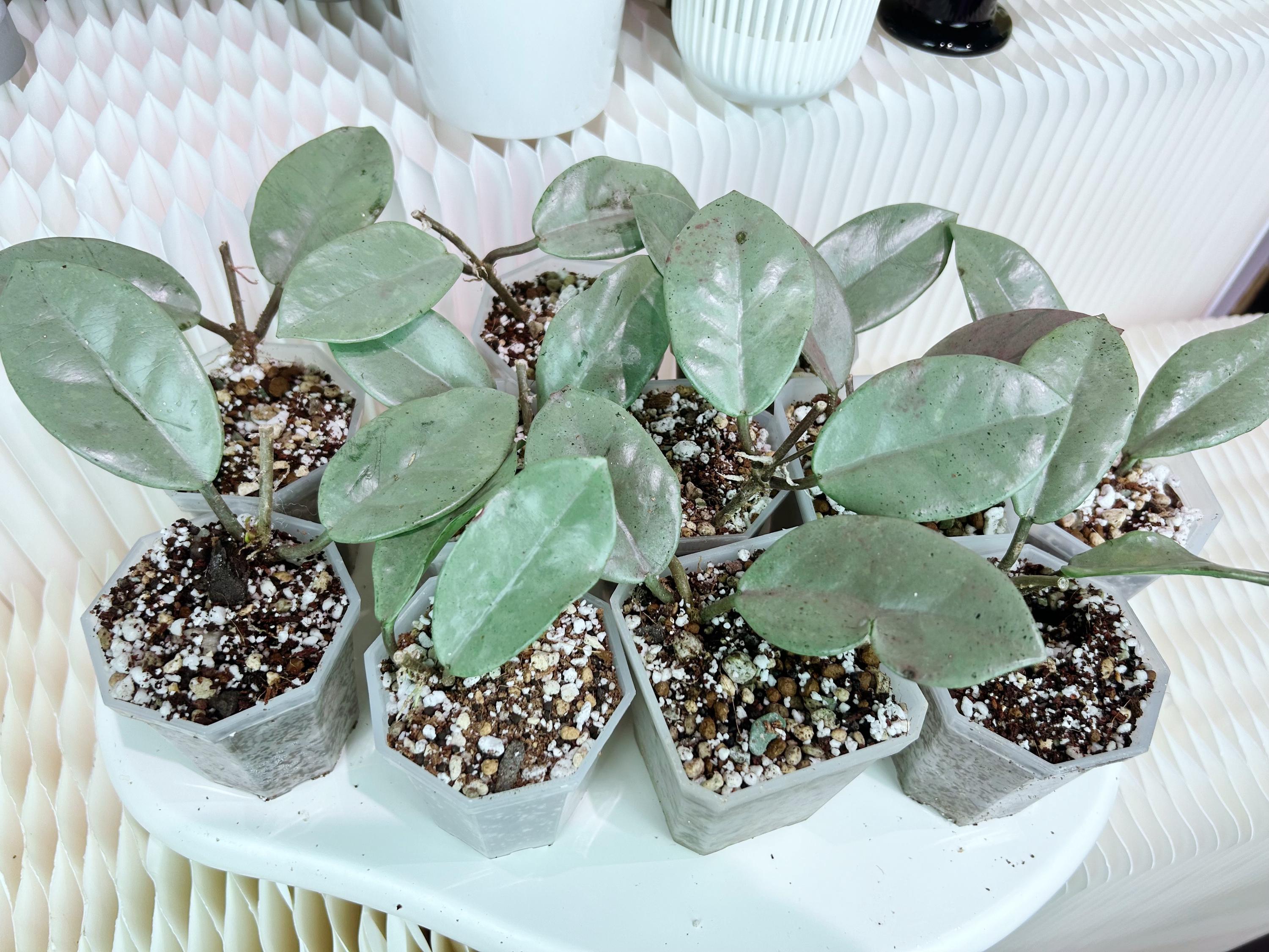 US seller fully rooted Hoya Wilbur Graves super silver cuttings  Jul-22 restocked indoor decor Tropical houseplant restock soon