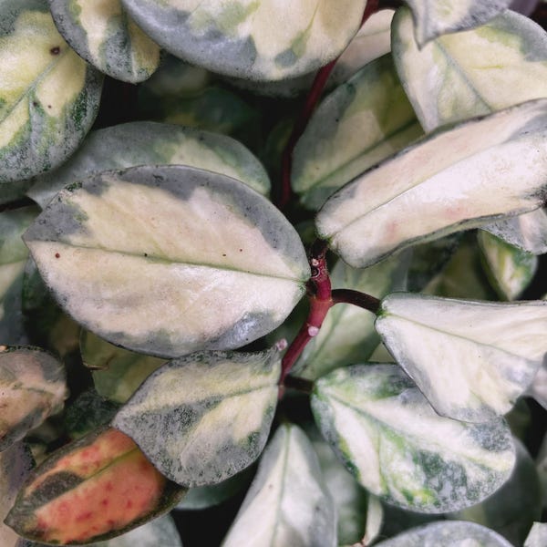 May include: A variegated plant with thick, oval-shaped leaves featuring a mix of creamy white, sage green, and dark green colors. The stems are a deep reddish-purple, and one leaf displays a distinct patch of pinkish-orange speckling.