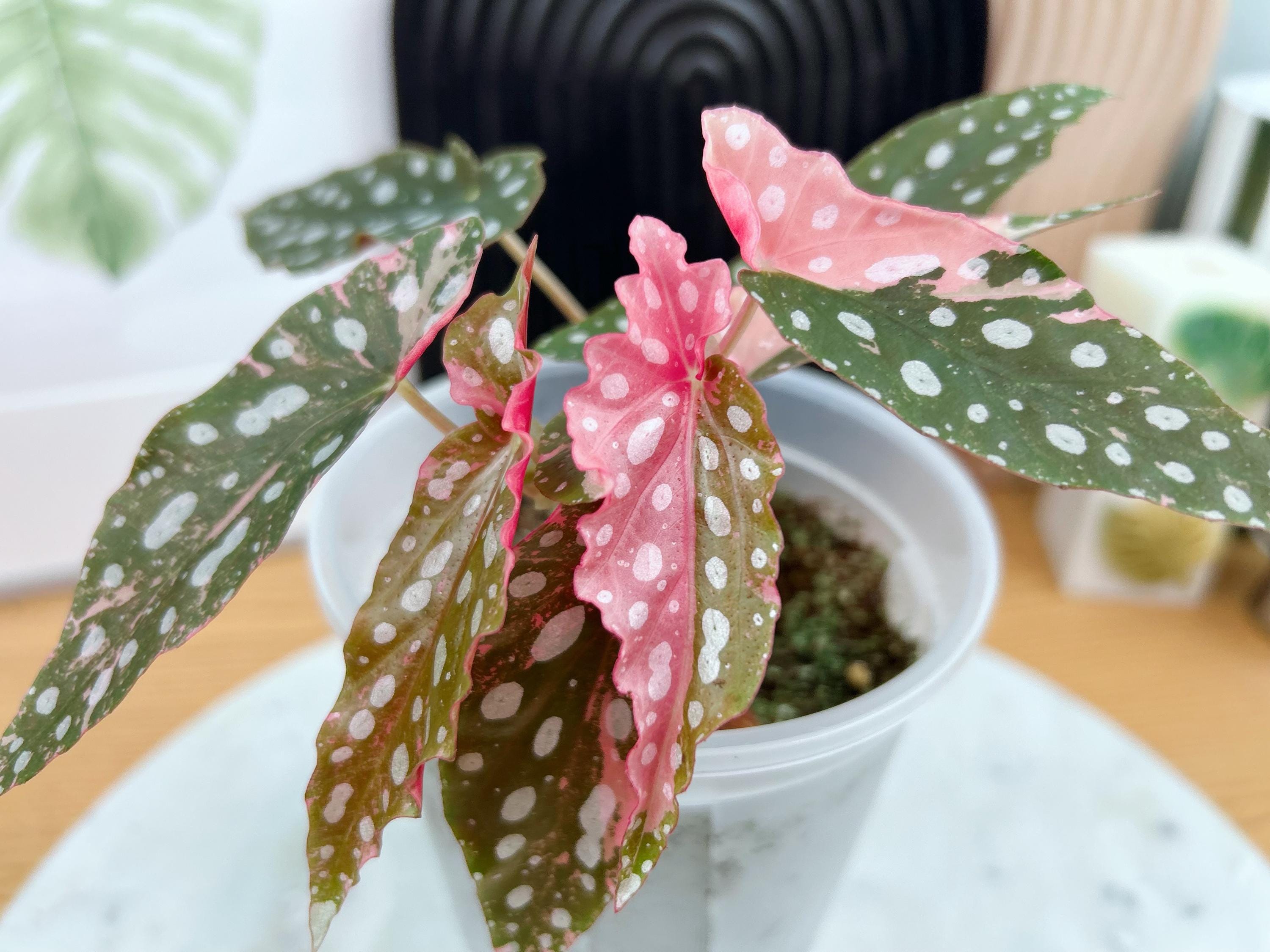 US Seller Fully Rooted Variegated Begonia Maculata Pink