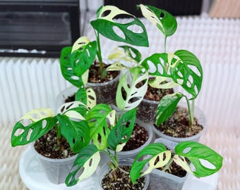monstera adansonii mini Monstera Adansonii Mini | Indoor Plant Perth main image 1