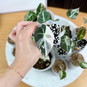 May include: A small Alocasia plant with variegated heart-shaped leaves featuring dark green, light green, and white patterns. The plant is potted in a small white plastic container filled with dark soil and white perlite, surrounded by other similar plants.