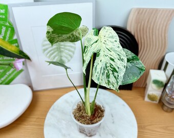 Form #6 | Monstera Deliciosa | Bangkok Plant Show Monstera Winner