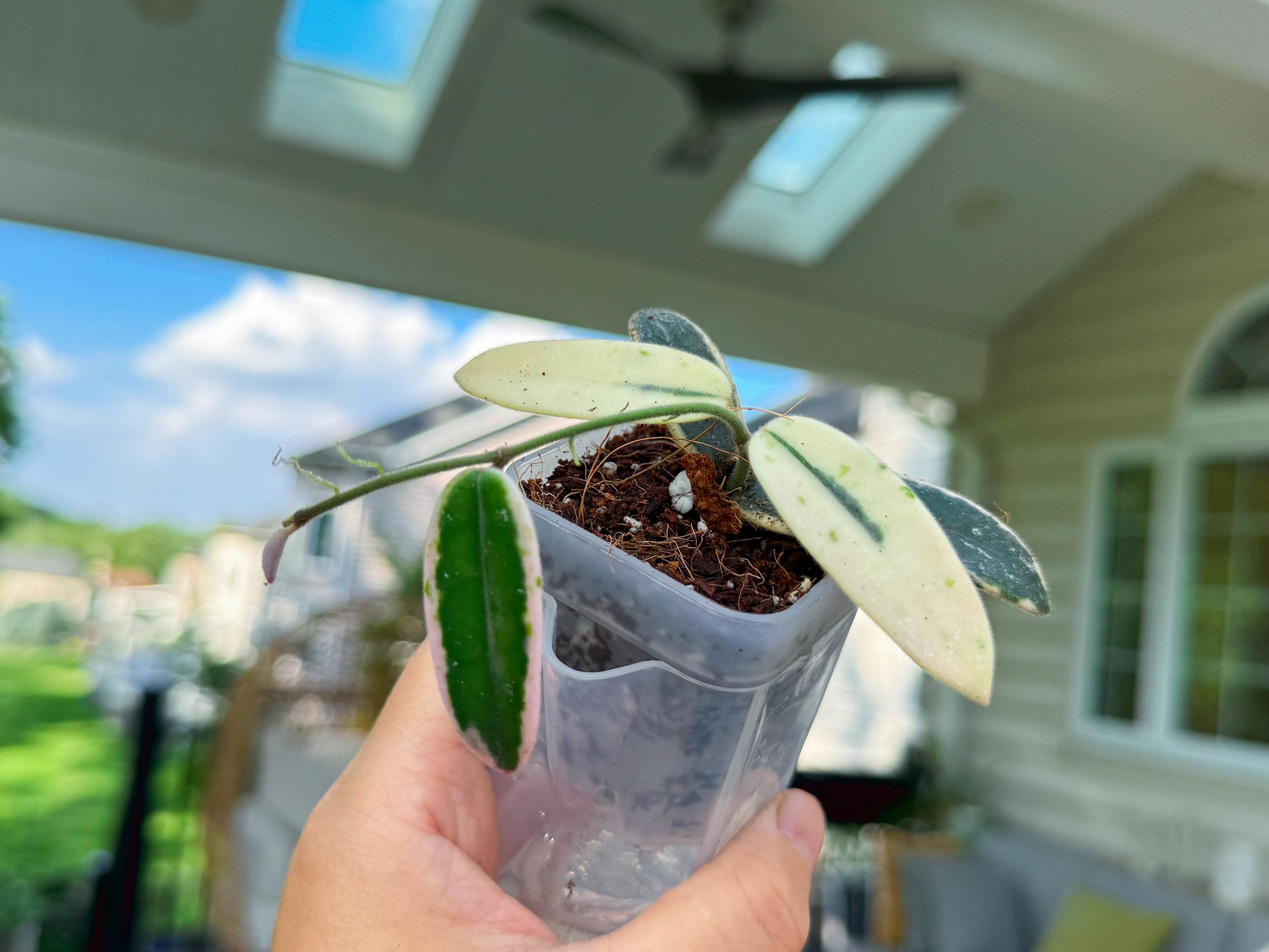 週末セール 珍種 レア 原種ホヤ Hoya Lyi Noid Hoya Lyi Noid - Etsy