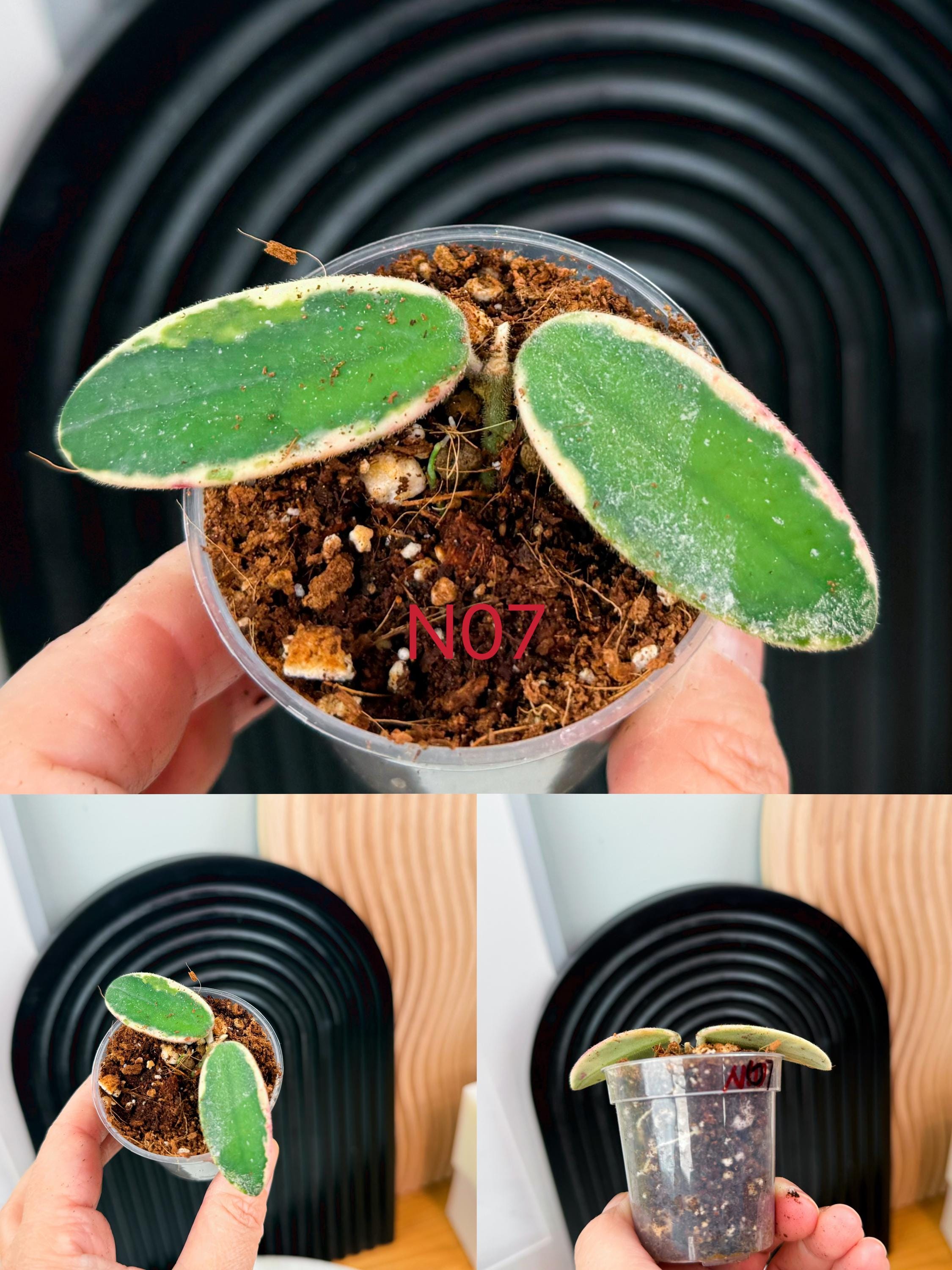 レア　ホヤ　Hoya Lyi Prism ライプリズム　サクララン　中苗 Hoya 'Lyi prism' Pink Flower *Grower's Choice* – Rare Plant Fairy