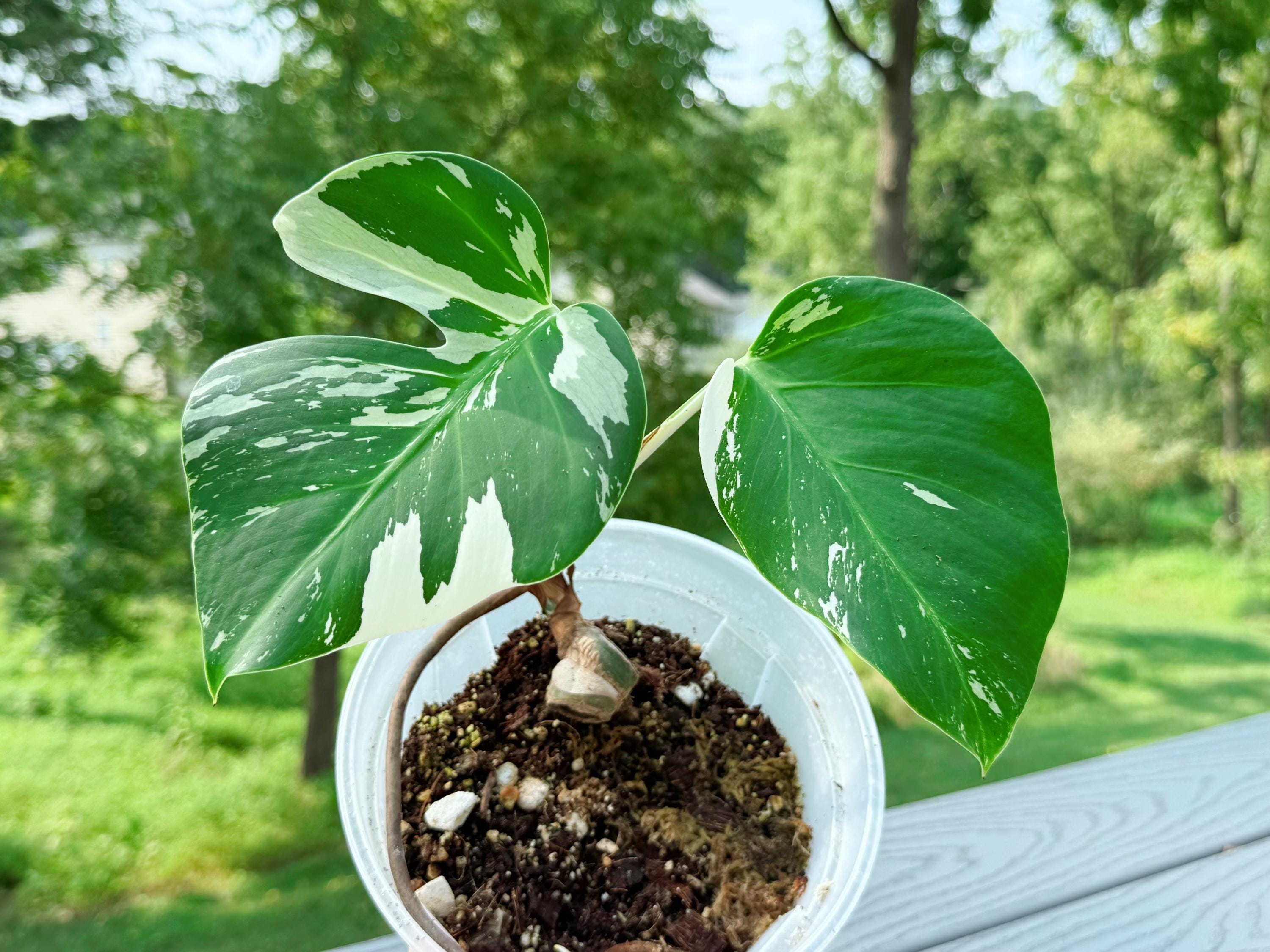 Mint Monstera Thailand - Etsy