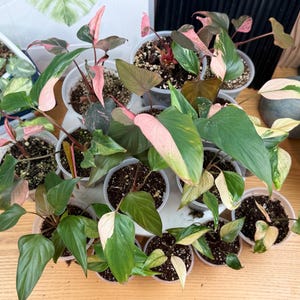 May include: A collection of Philodendron Pink Princess plants in clear plastic pots. Each plant features heart-shaped leaves with a mix of deep green and variegated pink patches. The plants are arranged in a cluster, showing various stages of growth and leaf coloration, with some leaves displaying solid green and others showing prominent pink splashes.