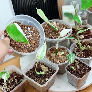 philodendron wizard Philodendron 'White Wizard' – The Plant Lady SF main image 1