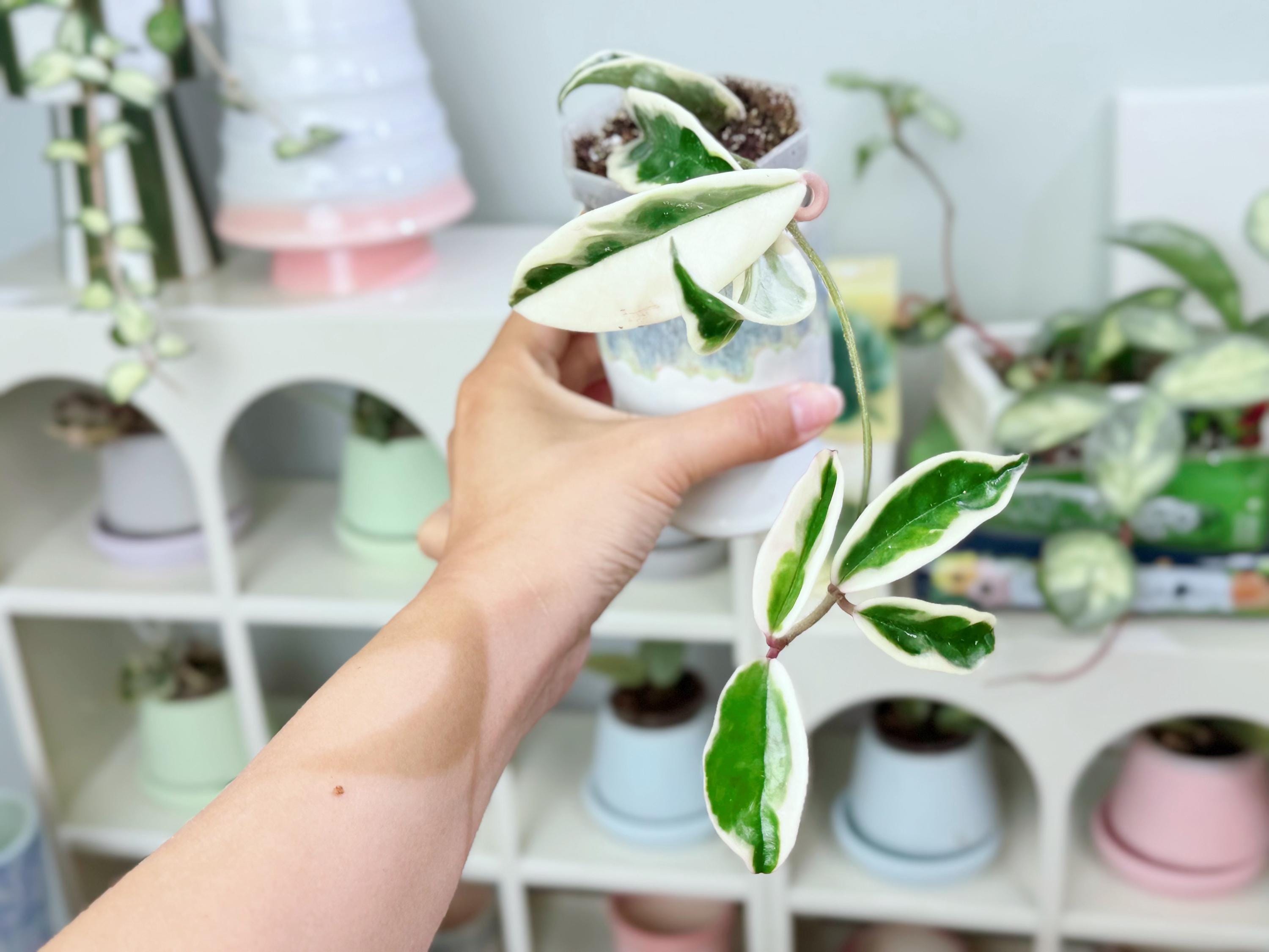 Hoya Carnosa Krinkle 8 Variegated - Etsy
