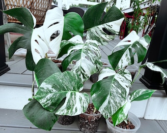 US seller fully rooted (soil mix)monstera albo cuttings Friendly to beginners indoor decor Tropical houseplant Sep-3 restocked