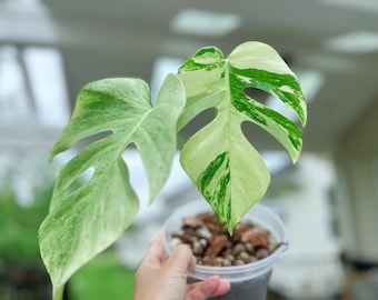 philodendron galaxy Philodendron 'Birkin Galaxy' – Jardineries Botanix main image 0