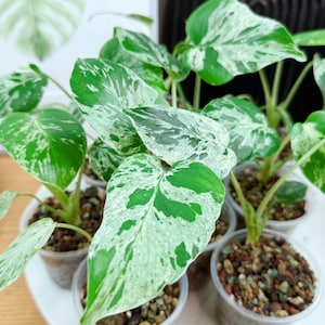 May include: A collection of small potted Monstera plants featuring variegated leaves with distinct patterns of deep green and creamy white. Each plant is housed in a clear plastic cup filled with a coarse, multi-colored pebble potting medium.