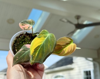 US seller Fully rooted philodendron variegated micans Pink micans  Aurea Micans  house plant decorExact plant