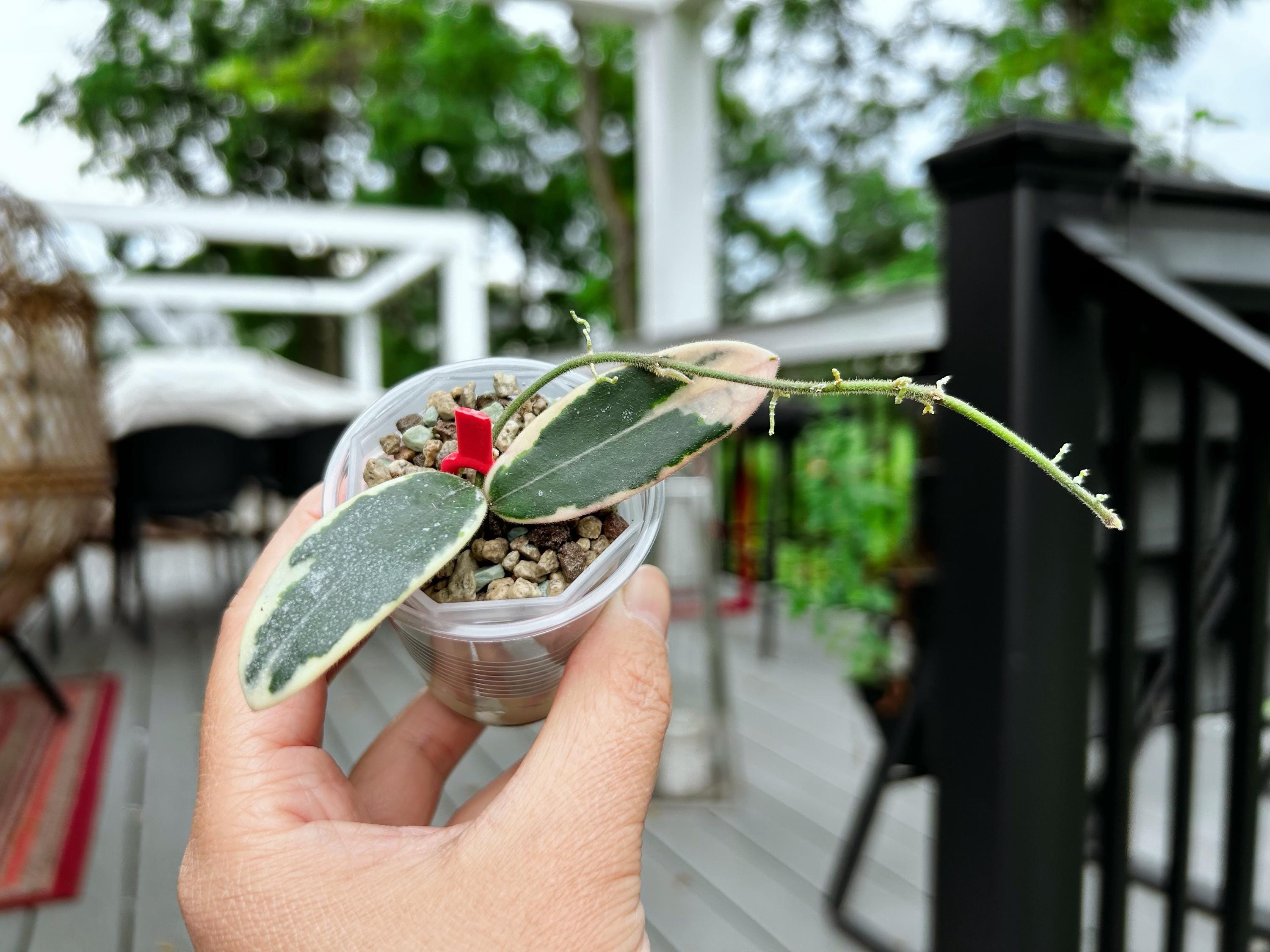 Hoya Lyi Prism - Etsy