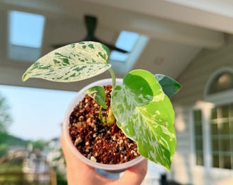 Amerikansk säljare, helt rotad monstera bulbasaur, högvariegerad tropisk krukväxt. Exakt planta levererad från PA18034 (4 i kruka).