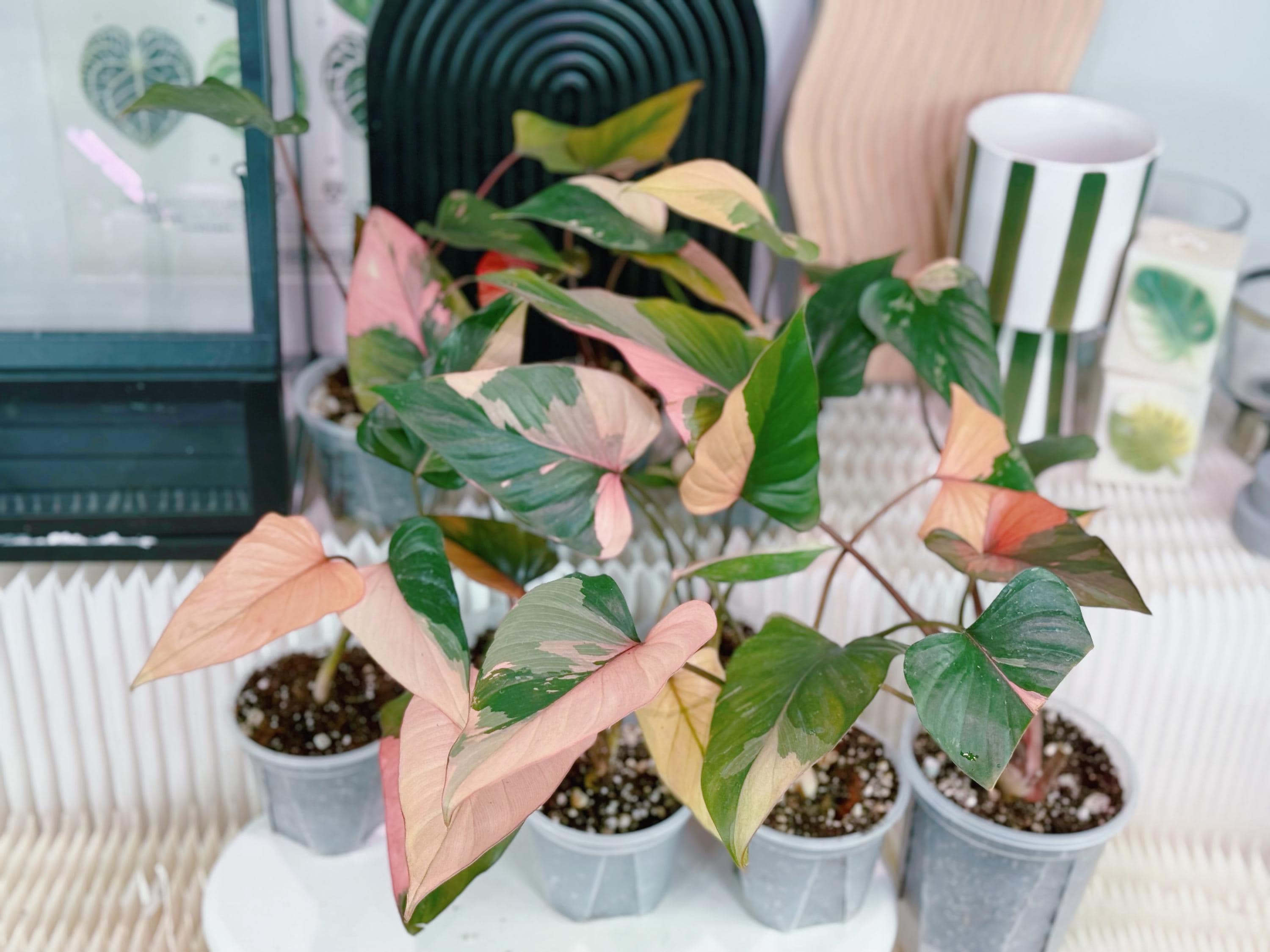 アロカシアbambino pink-albo NO5・ninja var NO5 アロカシアbambino