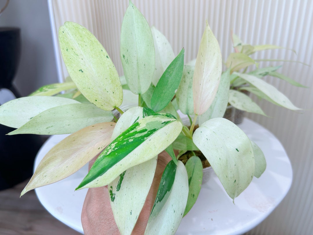 US Seller Rooted Philodendron Whipple Way Nice Variegation May-5 Restocked  Indoor Decor Tropical Houseplantexact Plant - Etsy