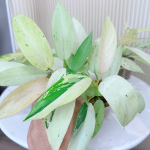 philodendron trophy Philodendron 'Paraiso Verde' 6in main image 1