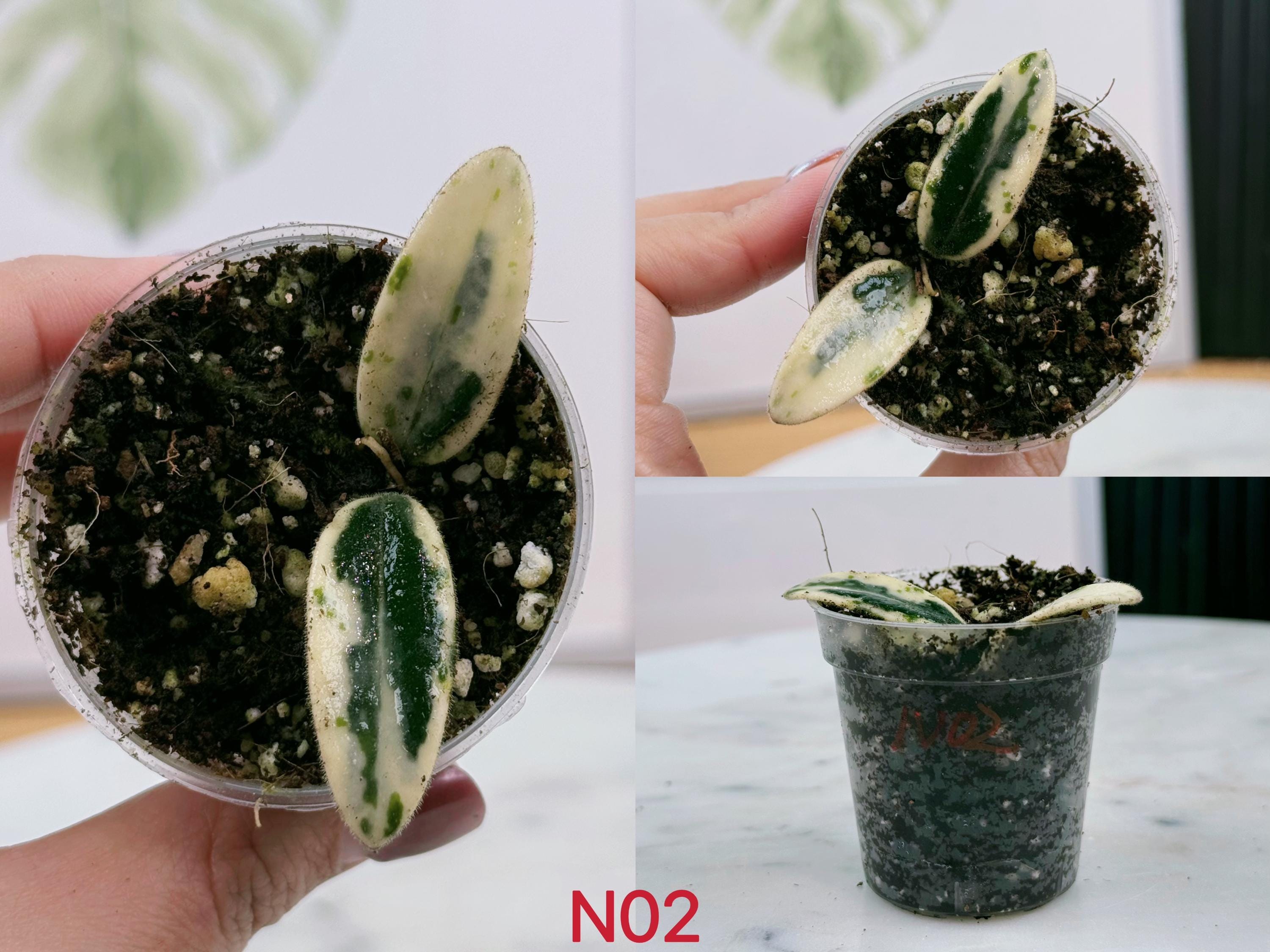Exact Plant Rare Hoya Fully Rooted Hoya Lyi Prism Pink and Mint