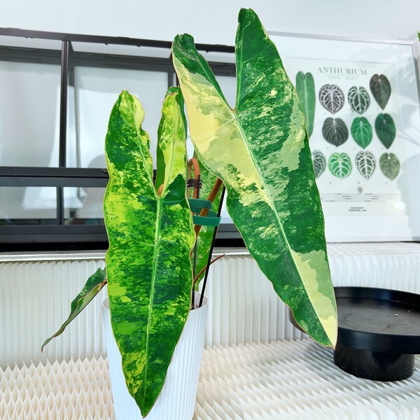 US seller rooted philodendron variegated billietiae high variegation Large size