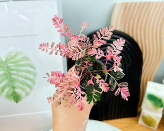 orange begonia plant Begonia Rieger Orange