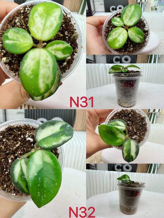 US Seller Fully Rooted Variegated Hoya Mathilde Cuttings Tropical