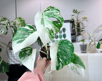 US seller fully rooted monstera albo High variegation halfmoon variegation Japan monstera albo  S+ size Mother’s Day Gift