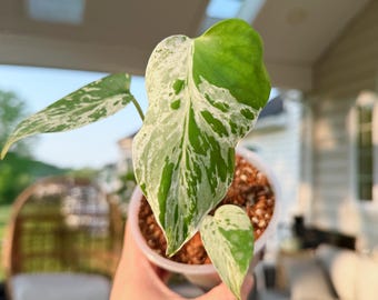 Sprzedawca z USA, w pełni ukorzeniona Monstera Bulbasaur o intensywnym pstrym wzorze, tropikalna roślina doniczkowa. Bardzo rzadka roślina wysyłana z PA18034 (4 w doniczce)