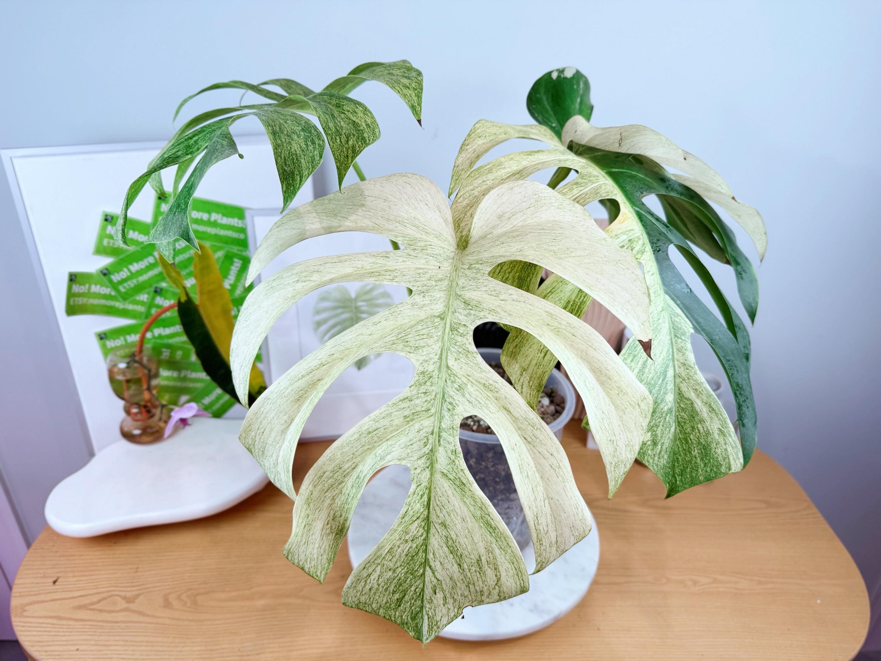 Monstera mint noid jungle mint - Etsy 日本