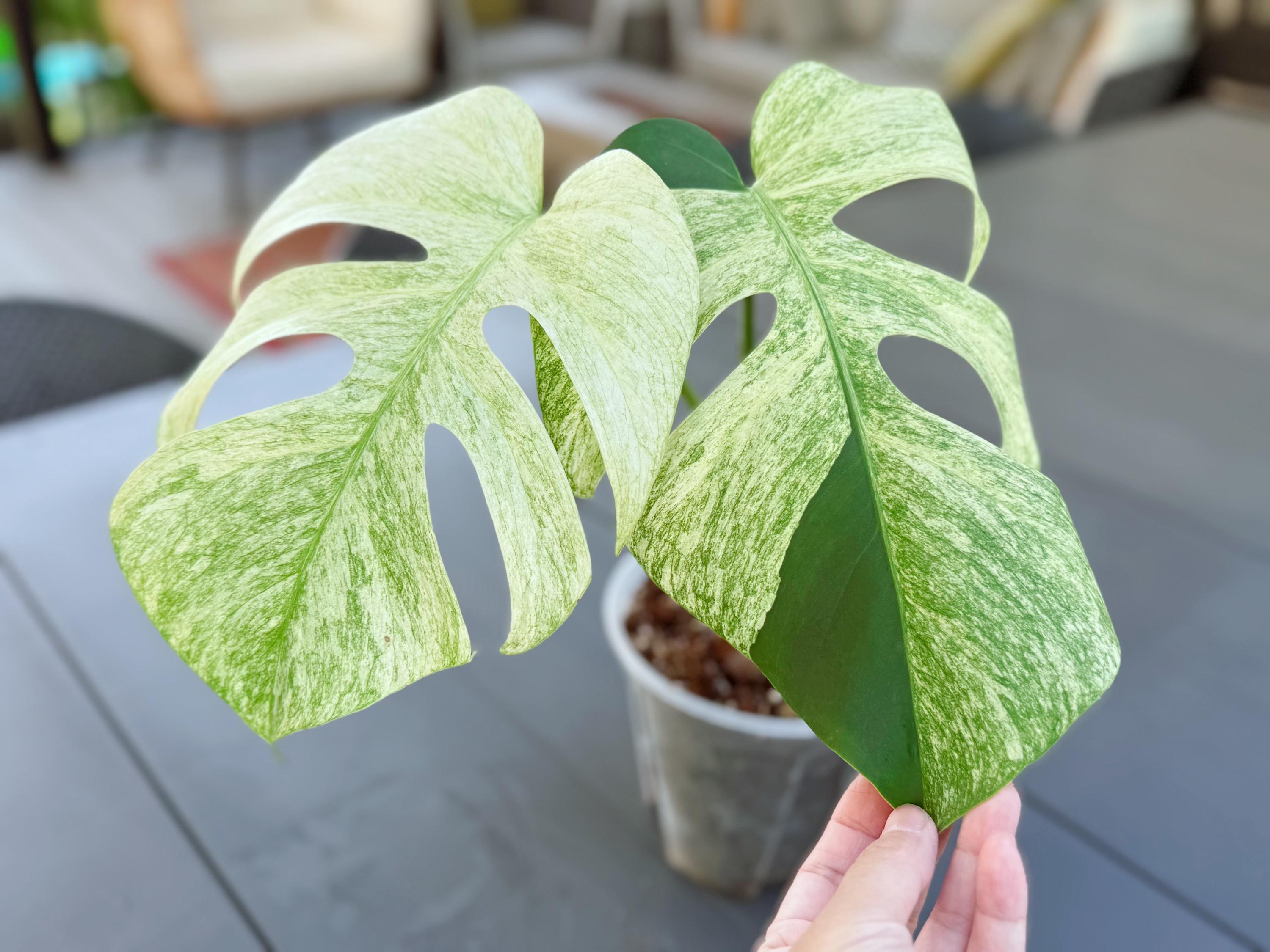 Monstera mint noid jungle mint - Etsy 日本