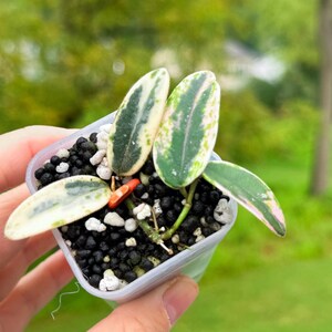 Hoya Lyi Prism - Etsy