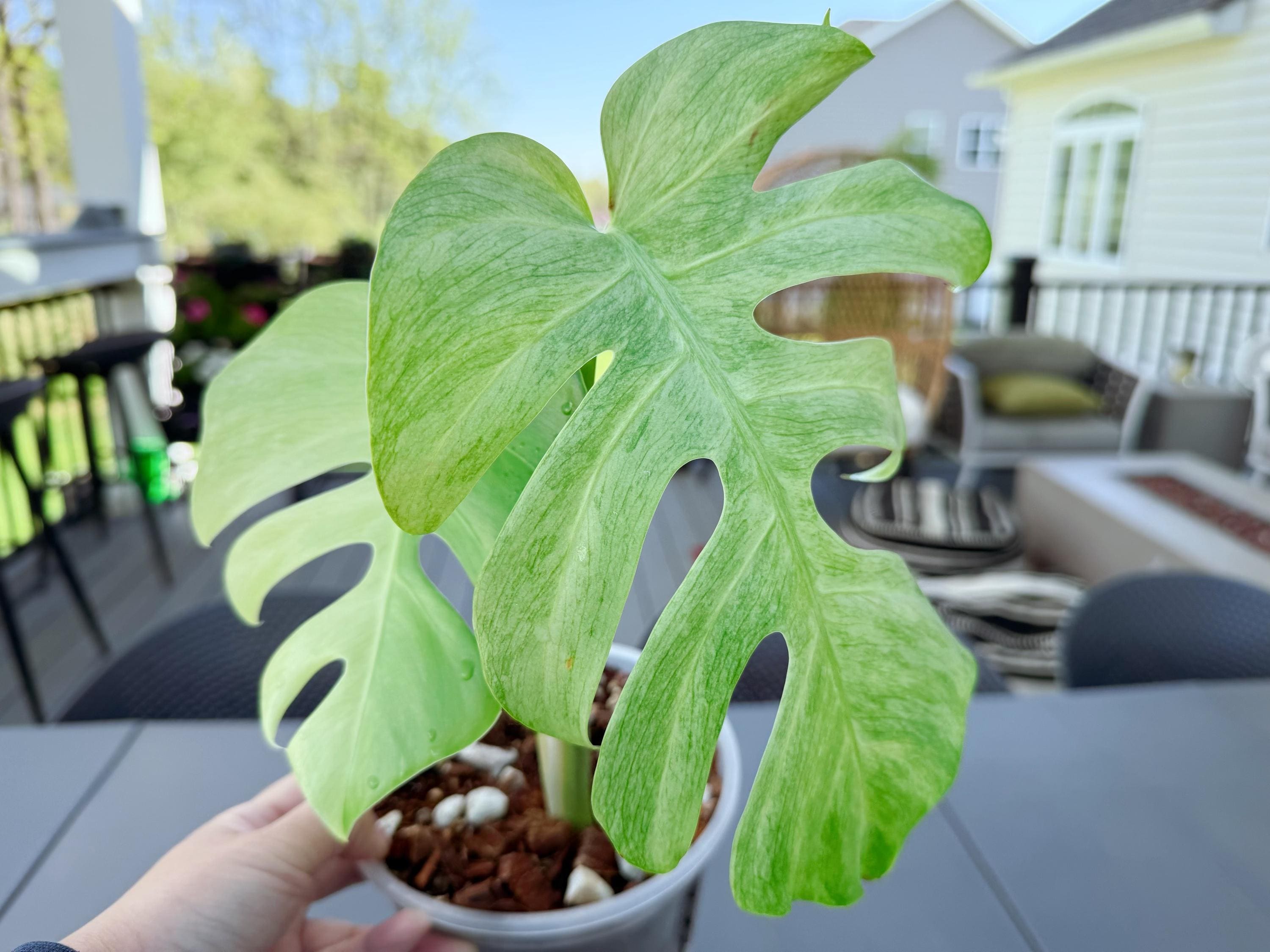 Monstera mint noid jungle mint - Etsy 日本
