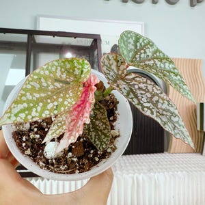 Begonia Snow Capped pink variegated ベゴニア スノーキャップド