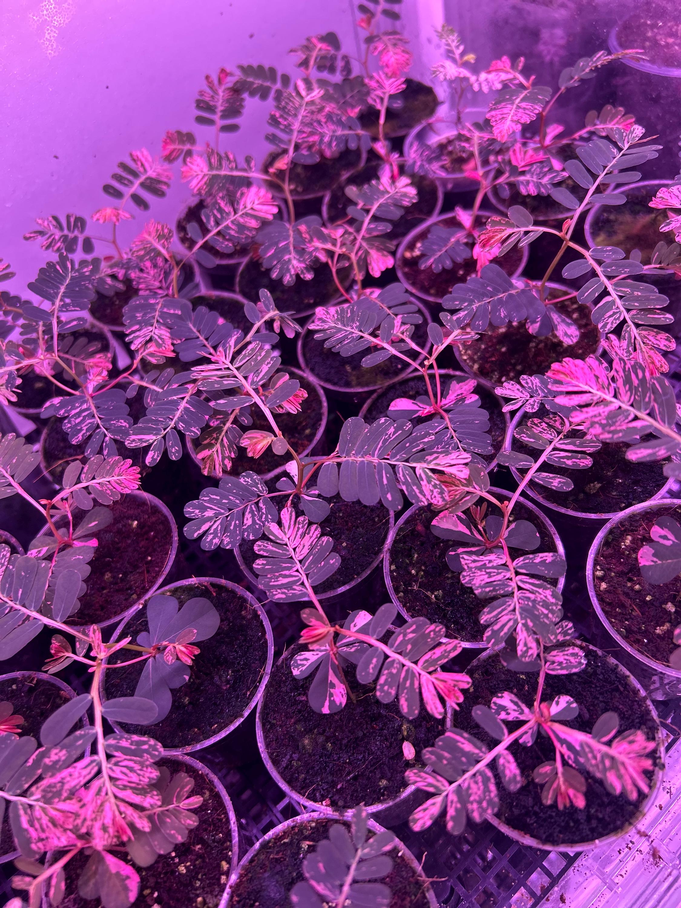 US Seller Phyllanthus Urinaria Pink Variegated Sensitive Plants